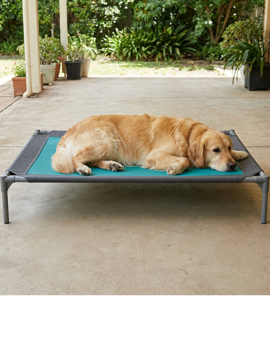 Loftx XL Elevated Mesh Dog Cot 120 x 80 cm Teal and Graphite - Lifestyle view